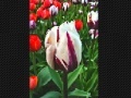 Oyunu Tulip flower