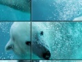 Oyunu Underwater Polar Bear Slider Puzzle