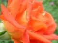 Oyunu Orange Rose