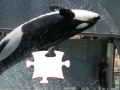 Oyunu Killer whale