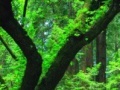 Oyunu Hidden spot green forest