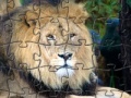 Oyunu Lion