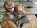 Oyunu Baby Monkeys Slider Puzzle