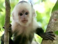 Oyunu Monkeys hidden numbers