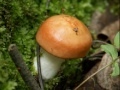 Oyunu Forest mushroom