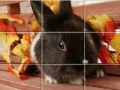 Oyunu Puzzles Grey Rabbits