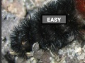 Oyunu Puzzle hairy caterpillar
