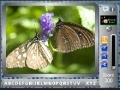 Oyunu Butterfly - FindTheAlphabets