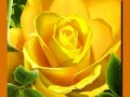 Oyunu Yellow Roses