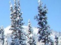 Oyunu Hidden targets snowy forest
