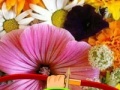 Oyunu Hidden Honey Bee