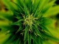Oyunu Marijuana Plant Slider