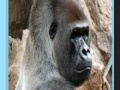 Oyunu Apes jigsaw