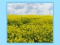 Oyunu Flower fields Jigsaw