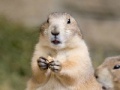 Oyunu Puzzle: Prairiedogs