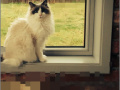 Oyunu RePixel Find a Cat 