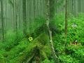 Oyunu Tongass National Forest Escape