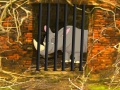 Oyunu Rhino Escape