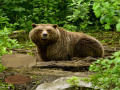 Oyunu Bavarian Forest Escape