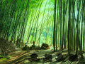 Oyunu Bamboo Forest Monkey Escape