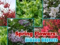 Oyunu Spring Flowers: Hidden Objects