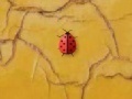 Oyunu Time 4 ladybug