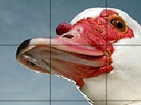 Oyunu Red beak