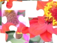 Oyunu Flowers 2