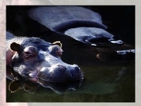 Oyunu Hippo