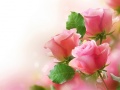 Oyunu Pink Roses