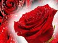 Oyunu Red Roses