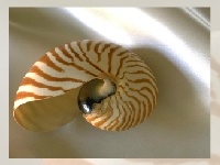 Oyunu Sea shell