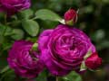 Oyunu Purple Roses