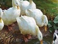 Oyunu Duck family