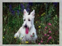 Oyunu Different dogs