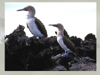 Oyunu Marine birds