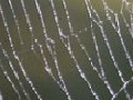 Oyunu Spider 3
