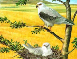 Birds Of Prey Yapboz 