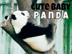 Sevimli Bebek Panda 