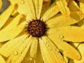 Oyunu Flower Petals Raindrop Jigsaw