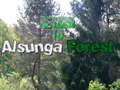 Oyunu Return To Alsunga Forest