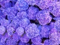 Oyunu Hidden Stars Flowers