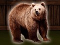 Oyunu Save The Grizzly Bear