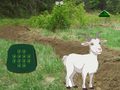Oyunu Goat Find The Child