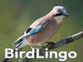 Oyunu BirdLingo