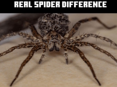 Oyunu Real Spider Difference