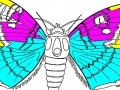 Oyunu Coloring 5 butterfly