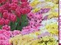 Oyunu Hidden Hearts - Spring Flowers