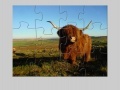 Oyunu Highland Cow Jigsaw