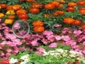 Oyunu Hidden Hearts Flowers